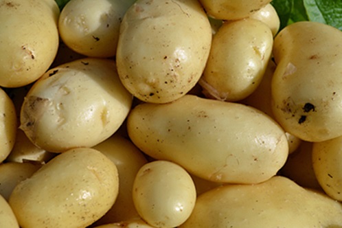 Ранние семена картофеля семя для похудения